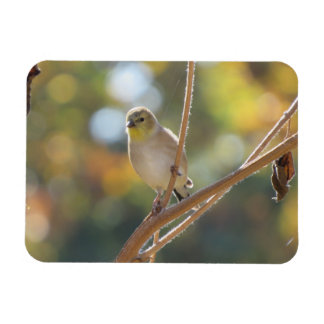 Imán Goldfinch Magnet