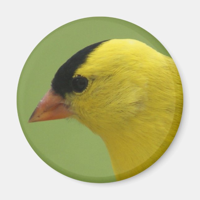 Imán Goldfinch Magnet (Frente)