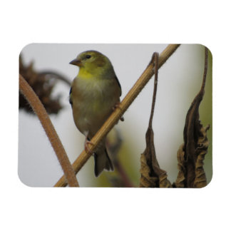 Imán Goldfinch Profile Magnet