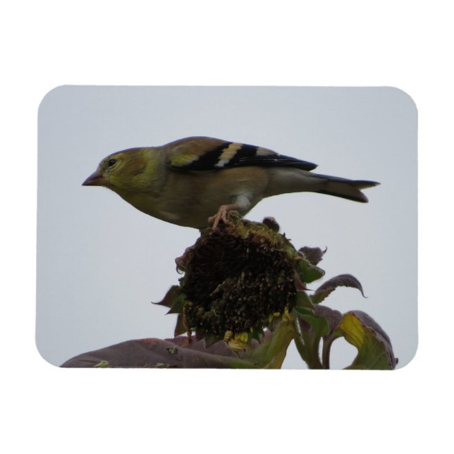 Imán Goldfinch Sunflower Perch Magnet (Horizontal)