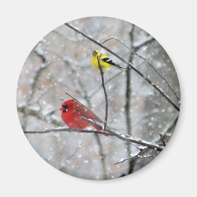 Imán Goldfinch Y Cardinal (Frente)