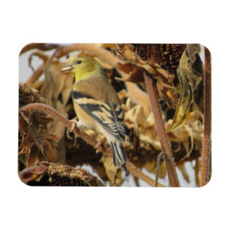 Imán Goldfinch y Sunflower Seed Magnet