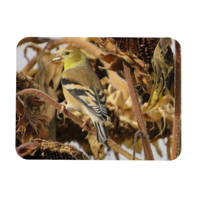 Imán Goldfinch y Sunflower Seed Magnet (Horizontal)