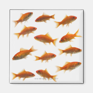 Imán Goldfish