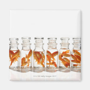 Imán Goldfish