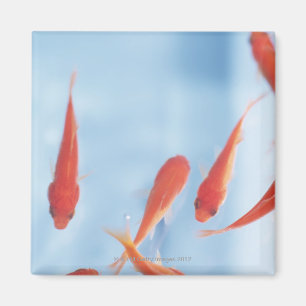 Imán Goldfish 2