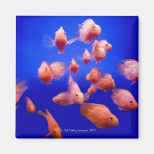 Imán Goldfish 2