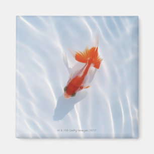 Imán Goldfish 5