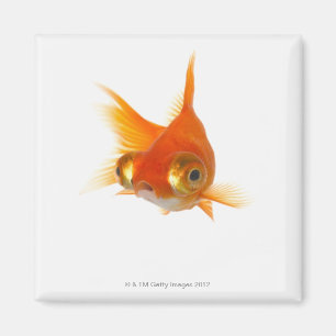 Imán Goldfish con los ojos grandes