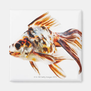 Imán Goldfish del cometa de la cola de milano del