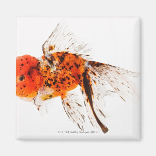 Imán Goldfish del lionhead del calicó (auratus del