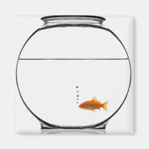 Imán Goldfish en cuenco