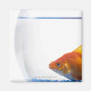 Imán Goldfish en cuenco en el fondo blanco