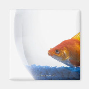 Imán Goldfish en cuenco en el fondo blanco