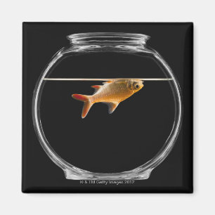 Imán Goldfish en el cuenco 2