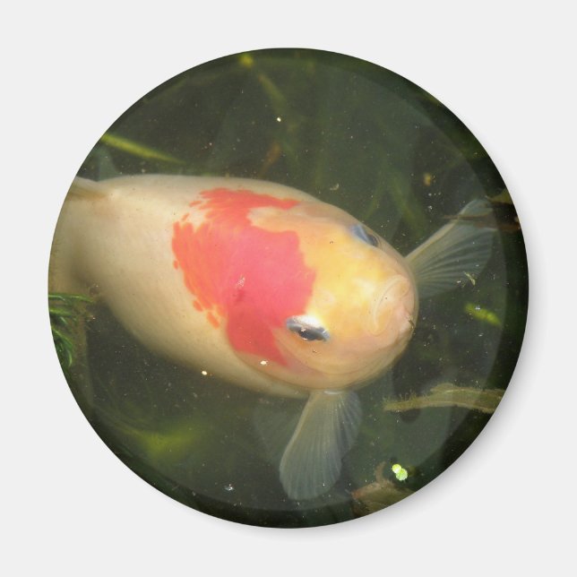 Imán Goldfish Magnet (Frente)