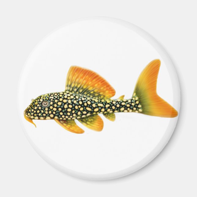 Imán Goldy Sunshine Pleco Magnet (Frente)