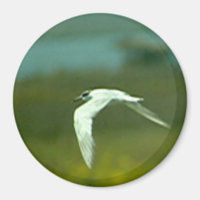 Imán - Golondrina de mar en vuelo