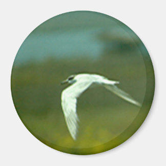 Imán - Golondrina de mar en vuelo