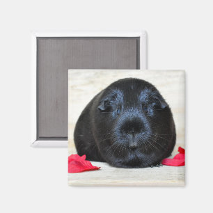 Imán Gomas de cerdo de Guinea lisa, negra y pepitas de 