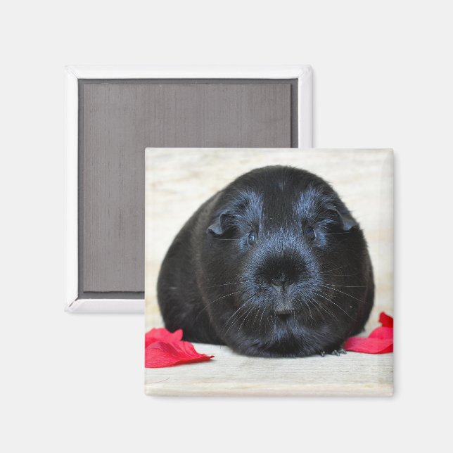 Imán Gomas de cerdo de Guinea lisa, negra y pepitas de  (Anverso/Reverso)