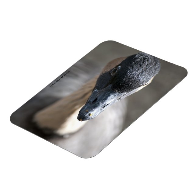 Imán Goose (Lado Izquierdo)