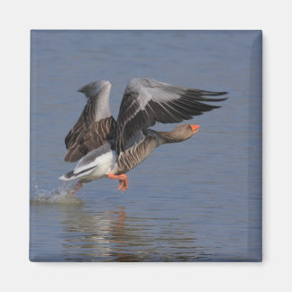 Imán Goose del Greylag en ejecución
