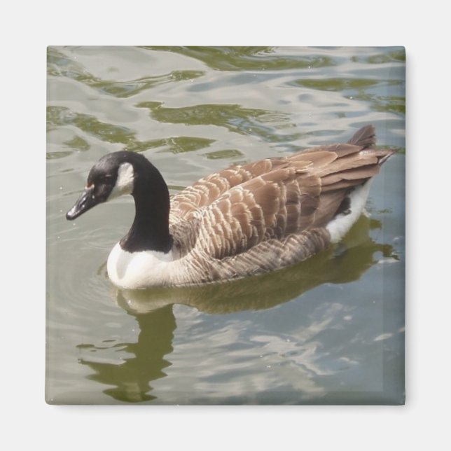 Imán Goose Magnet (Frente)
