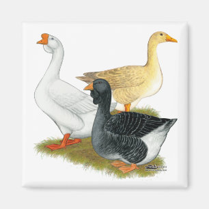 Imán Goose Trio