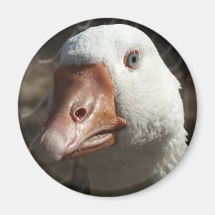 Imán Goosey Goosey