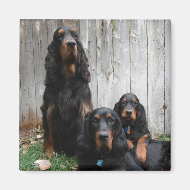 Imán Gordon Setter Generations Magnet (Frente)