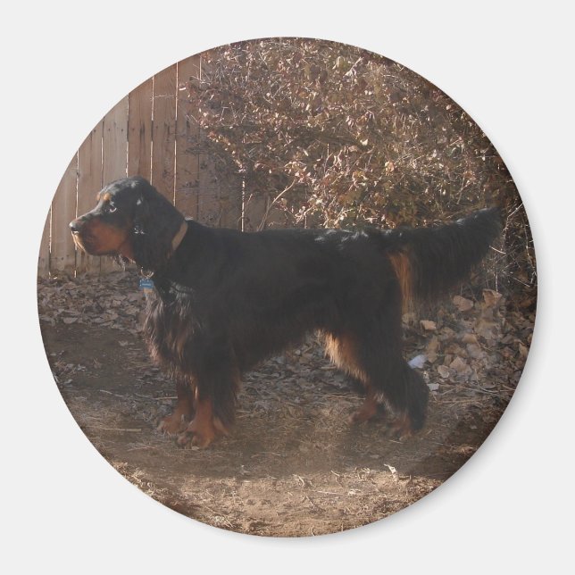 Imán Gordon Setter Magnet (Frente)