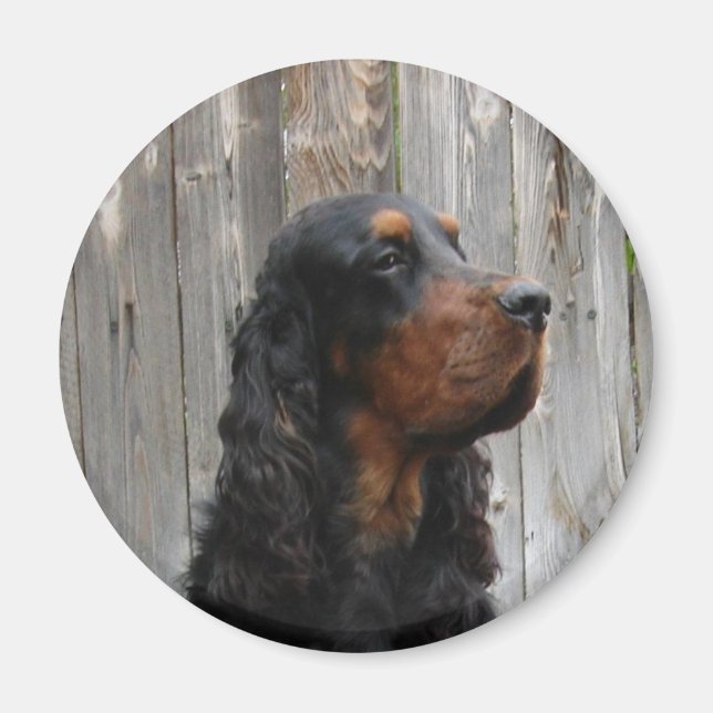 Imán Gordon Setter Magnet (Frente)