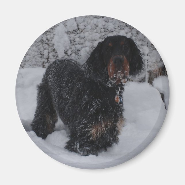 Imán Gordon Setter Puppy Magnet (Frente)