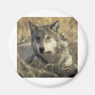 Imán Gorgeous Gray Wolf