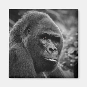 Imán Gorila Acaba Con Un Retrato Blanco Y Negro
