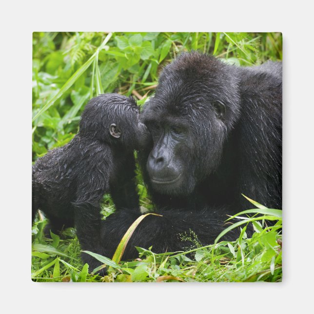 Imán Gorila de la montaña infantil besa gorila de la mo (Frente)