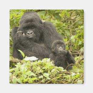 Imán Gorila de montaña, Gorilla beringei (anteriormente
