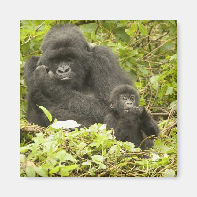 Imán Gorila de montaña, Gorilla beringei (anteriormente (Frente)