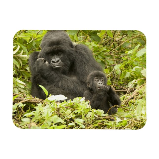 Imán Gorila de montaña, Gorilla beringei (anteriormente (Horizontal)