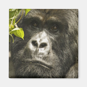 Imán Gorila de montaña, Gorilla beringei beringei,