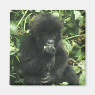 Imán Gorila de montaña, (Gorilla gorilla beringei),