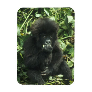 Imán Gorila de montaña, (Gorilla gorilla beringei),