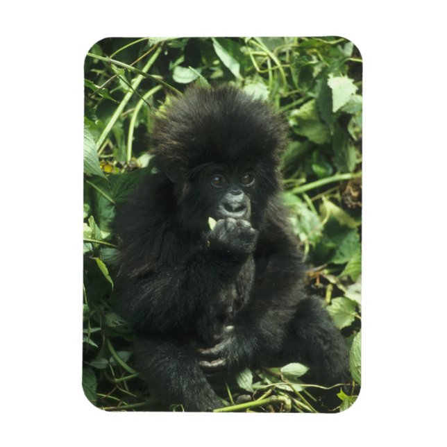 Imán Gorila de montaña, (Gorilla gorilla beringei), (Vertical)