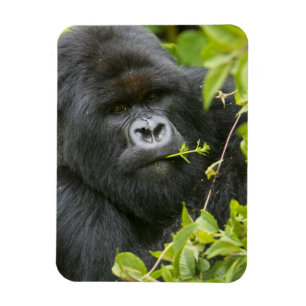 Imán Gorila de montaña Silverback