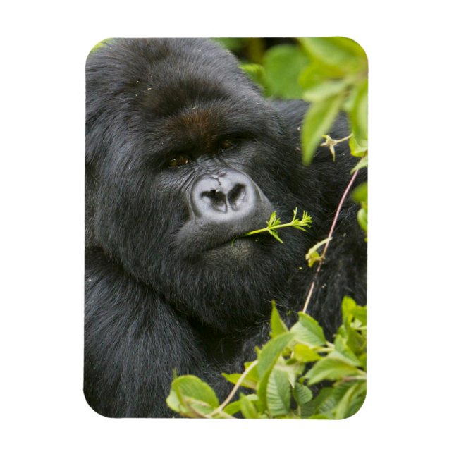 Imán Gorila de montaña Silverback (Vertical)
