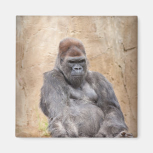 Imán Gorila masculina
