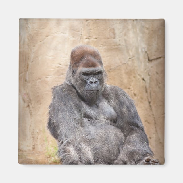 Imán Gorila masculina (Frente)