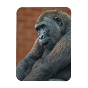 Imán Gorilla Shufai