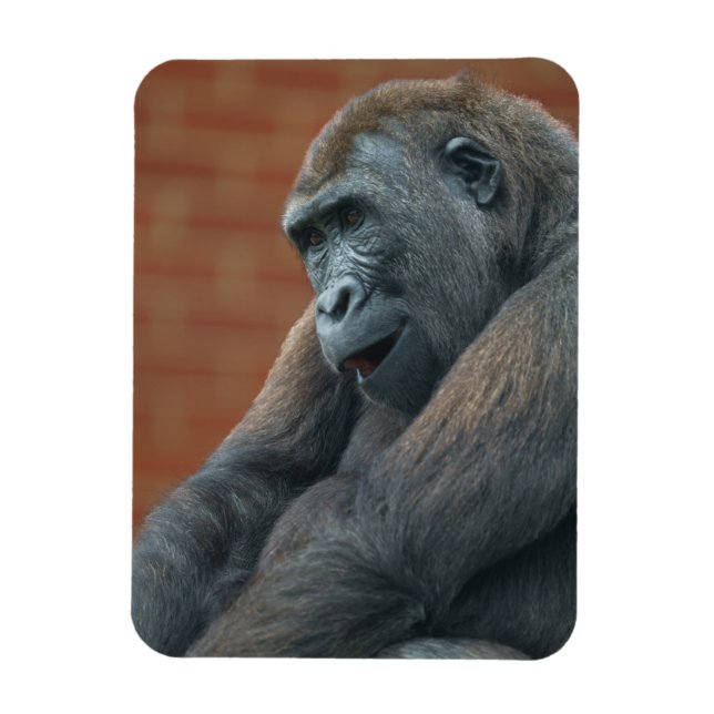 Imán Gorilla Shufai (Vertical)